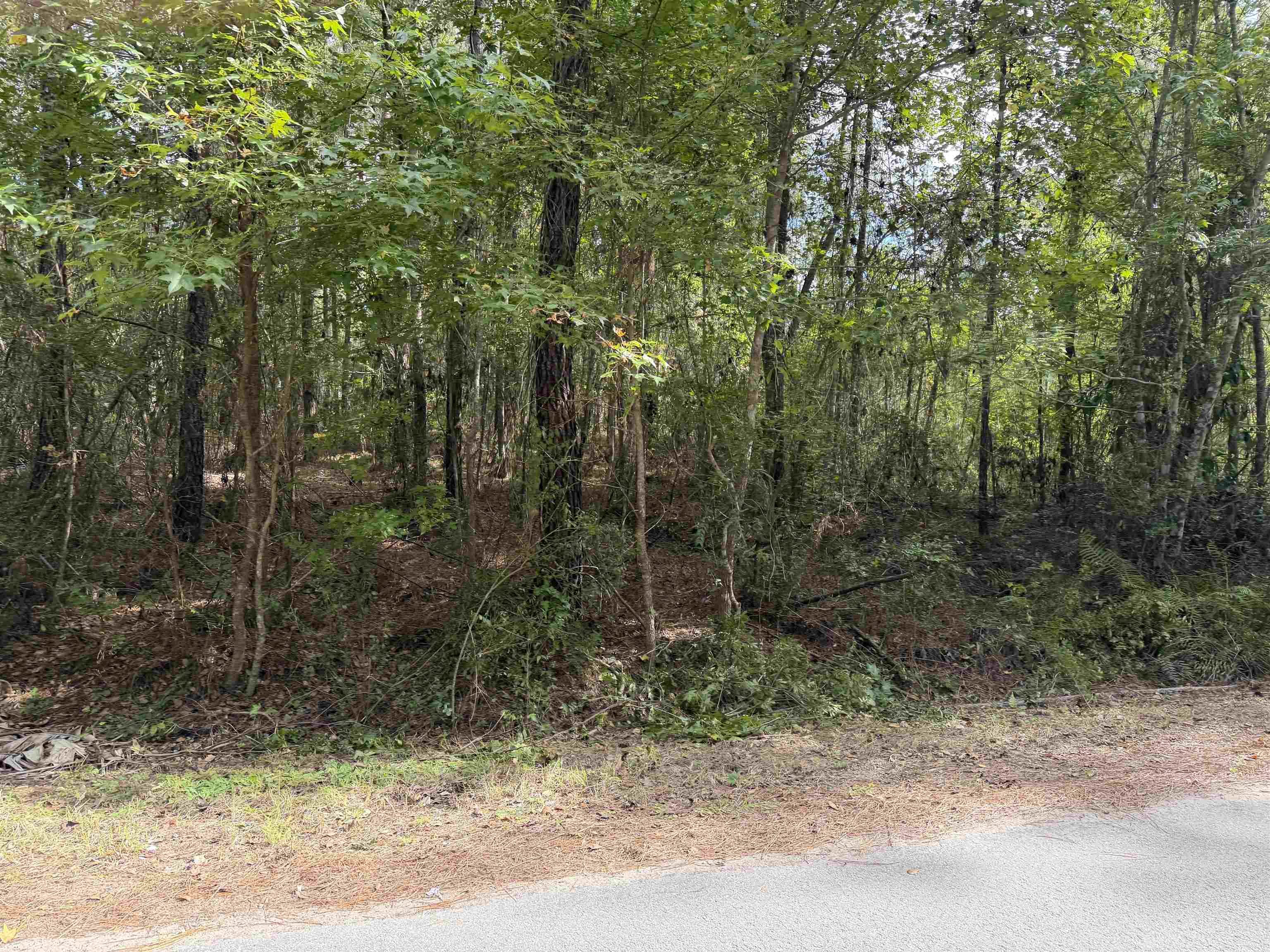 104 Cypress Road Satsuma, FL 32189 - Photo 7 of 15 a view of a forest filled with trees