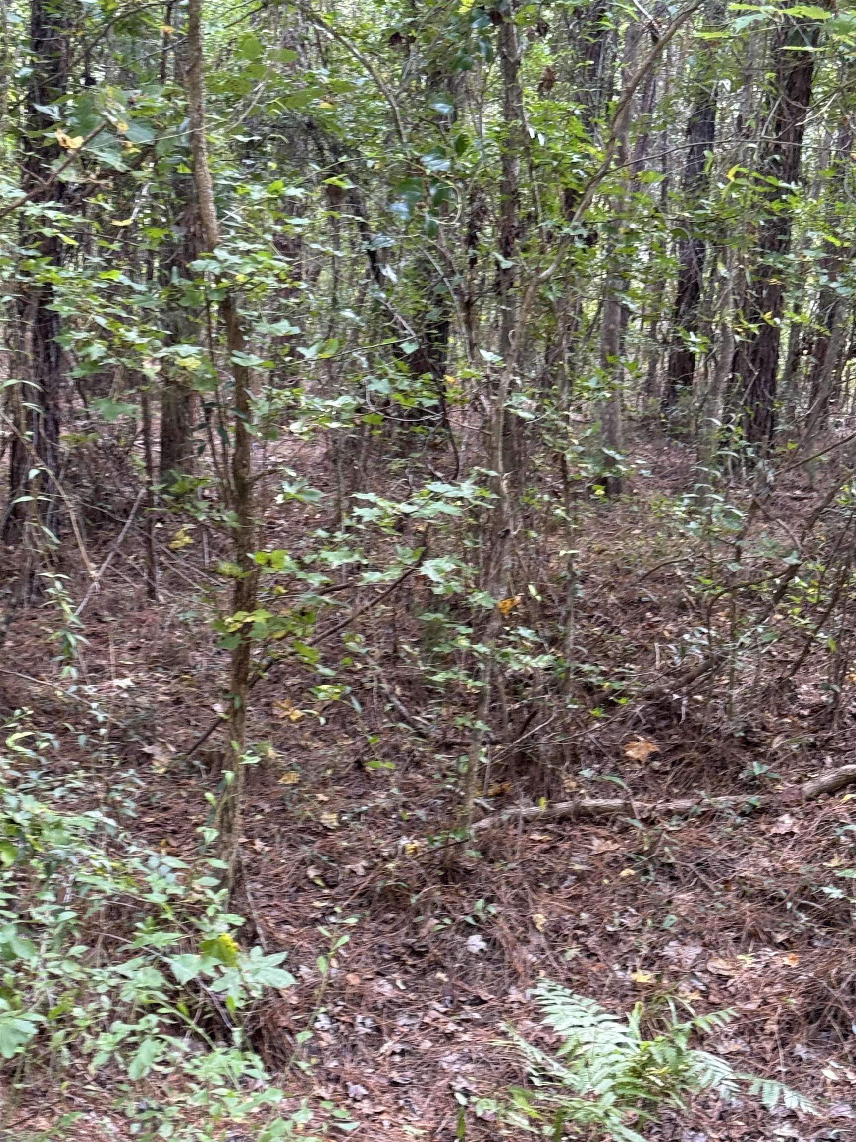 104 Cypress Road Satsuma, FL 32189 - Photo 8 of 15 a view of a forest