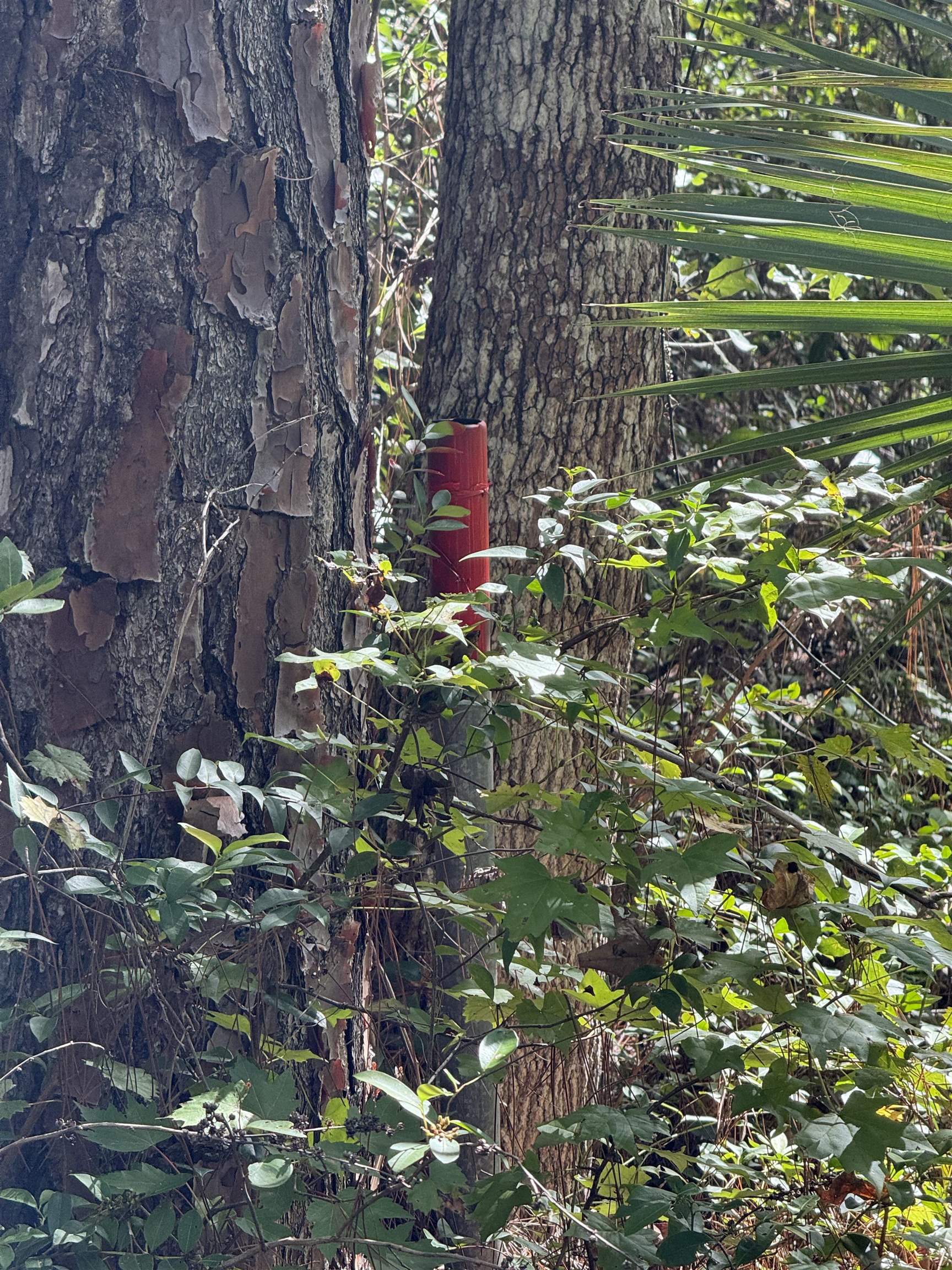 104 Cypress Road Satsuma, FL 32189 - Photo 9 of 15 a backyard of a building