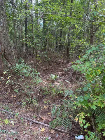 a view of a forest that has large trees