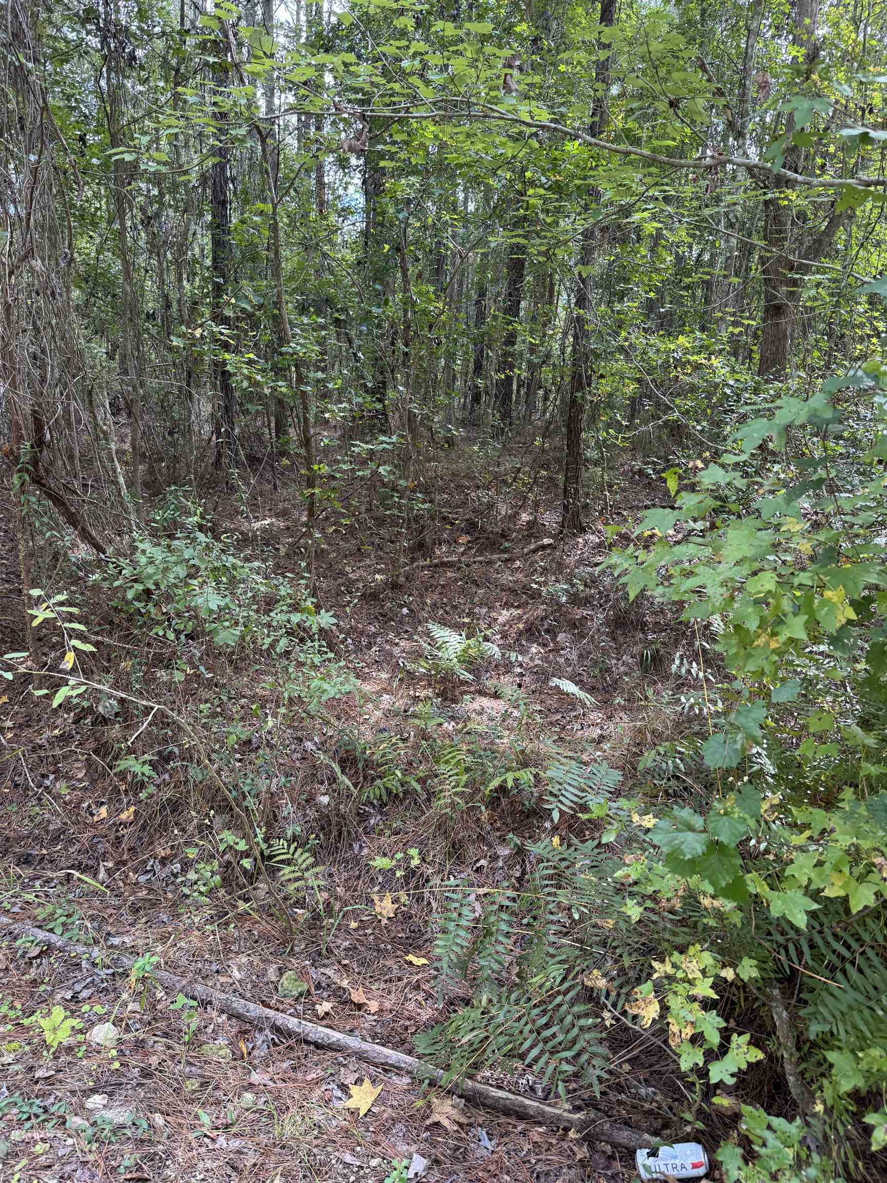 104 Cypress Road Satsuma, FL 32189 - Photo 10 of 15 a view of a forest that has large trees