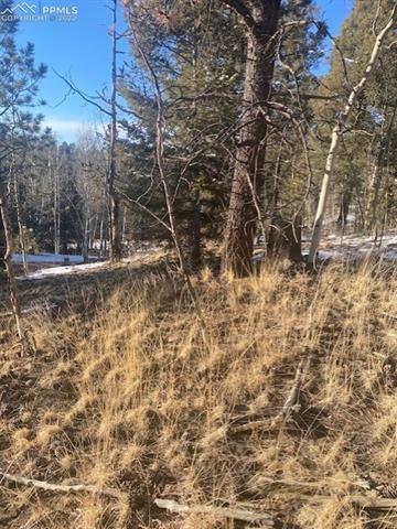 585 Princess Road Cripple Creek, CO 80813 - Photo 3 of 9 Gallery Image 3