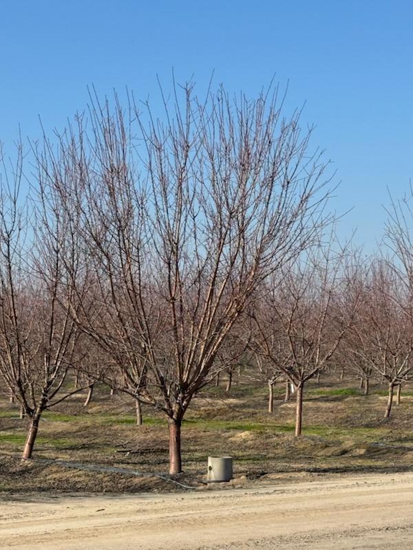 0 Avenue 12 Madera, CA 93637 - Photo 6 of 16 a view of a yard with a trees