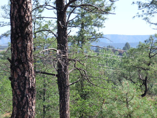 39 Saddleback Trail Star Valley, AZ 85541 - Photo 5 of 9 a view of a tree in a yard