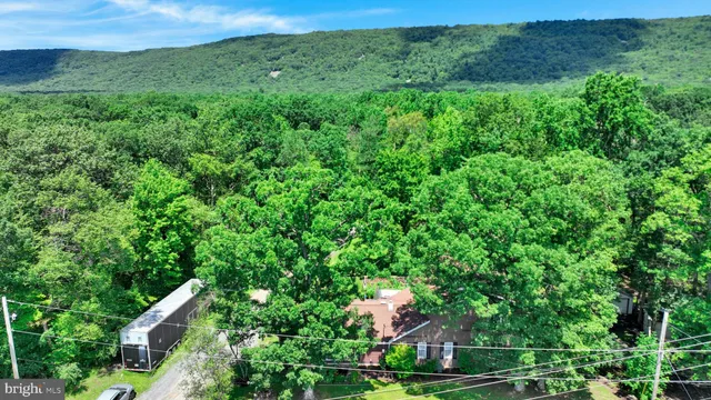 a view of a lush green forest with lots of trees