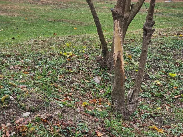 a view of a garden with plants