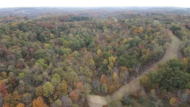 a view of a forest with trees in the background
