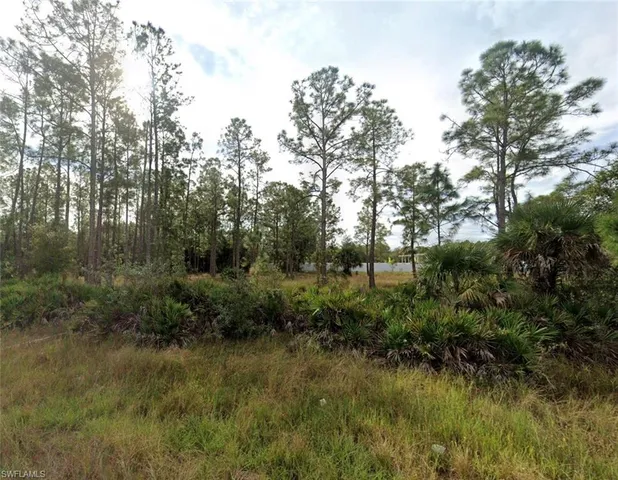 a view of a lush green forest with lots of trees