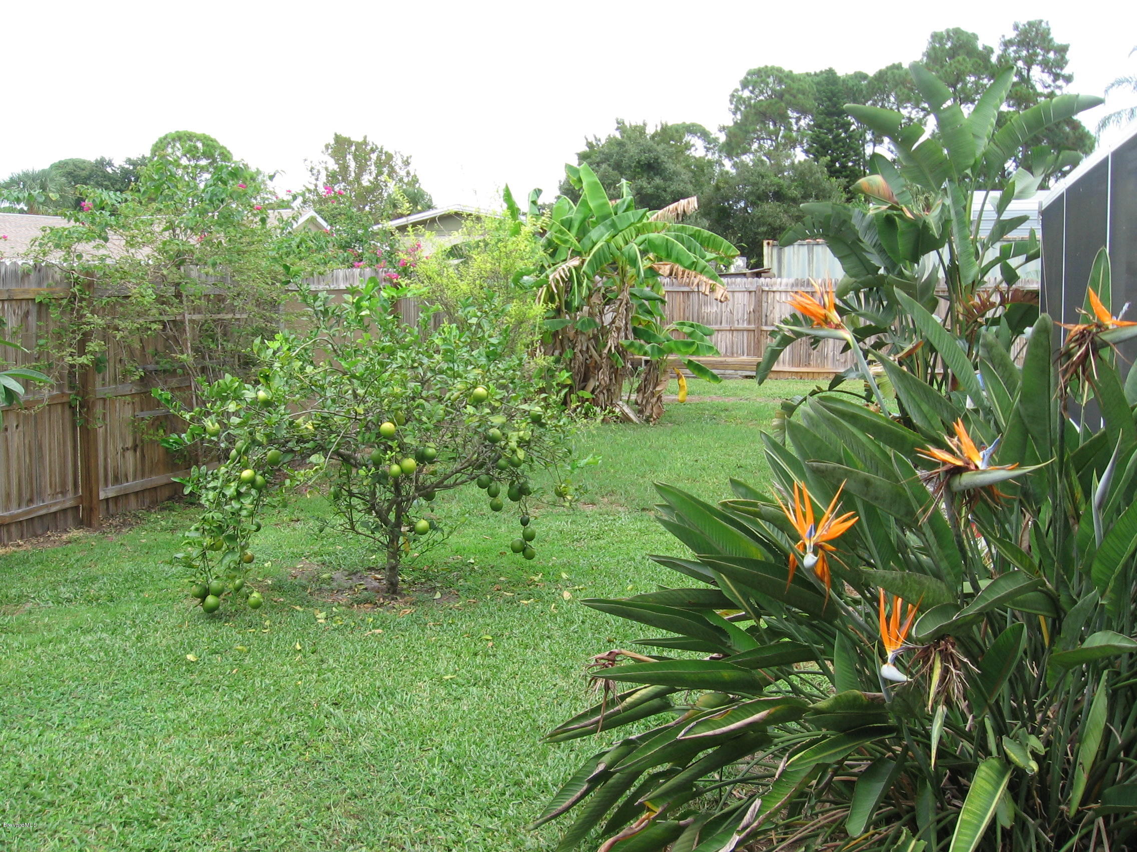 5662 Jamaica Road Cocoa, FL 32927 - Photo 22 of 26 Fruit trees