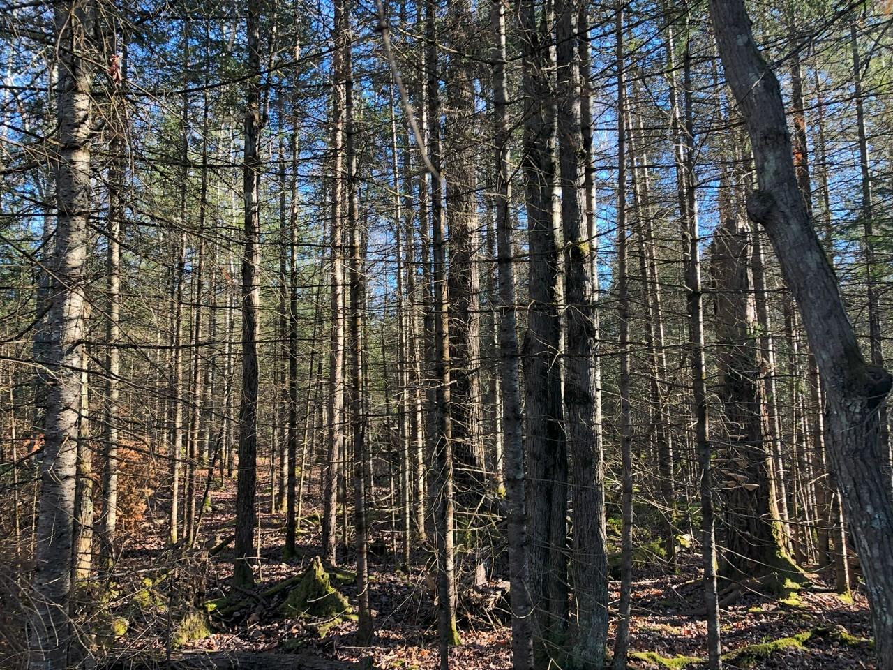 Off East Bay Road, Unit LOT 6 Presque Isle, WI 54557 - Photo 14 of 26 Gallery Image 14