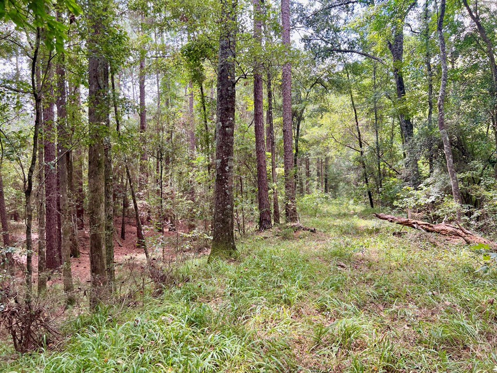 202-acres Columbus Holley Road Samson, AL 36477 - Photo 10 of 50