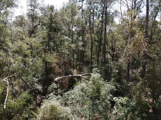 $19,800 | Vacant Northeast Blue Springs Church Road, Lee, FL 32059