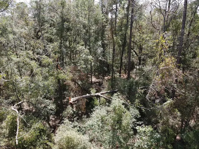 $19,800 | Vacant Northeast Blue Springs Church Road, Lee, FL 32059