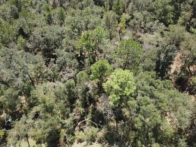 $19,800 | Vacant Northeast Blue Springs Church Road, Lee, FL 32059