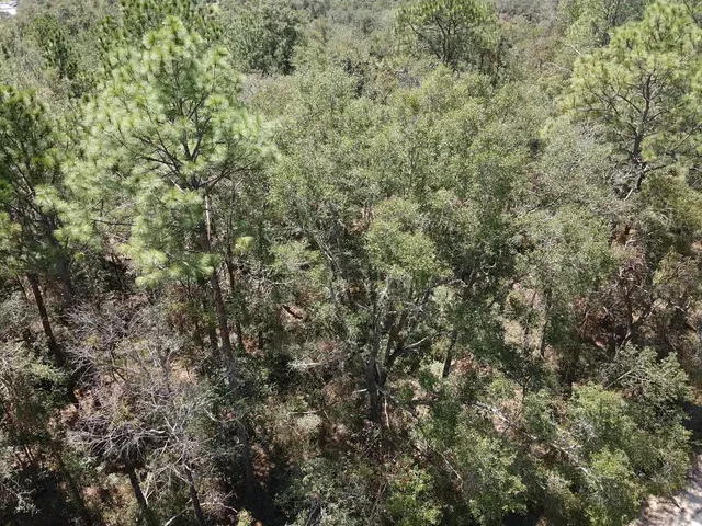 $19,800 | Vacant Northeast Blue Springs Church Road, Lee, FL 32059