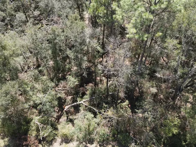 $19,800 | Vacant Northeast Blue Springs Church Road, Lee, FL 32059