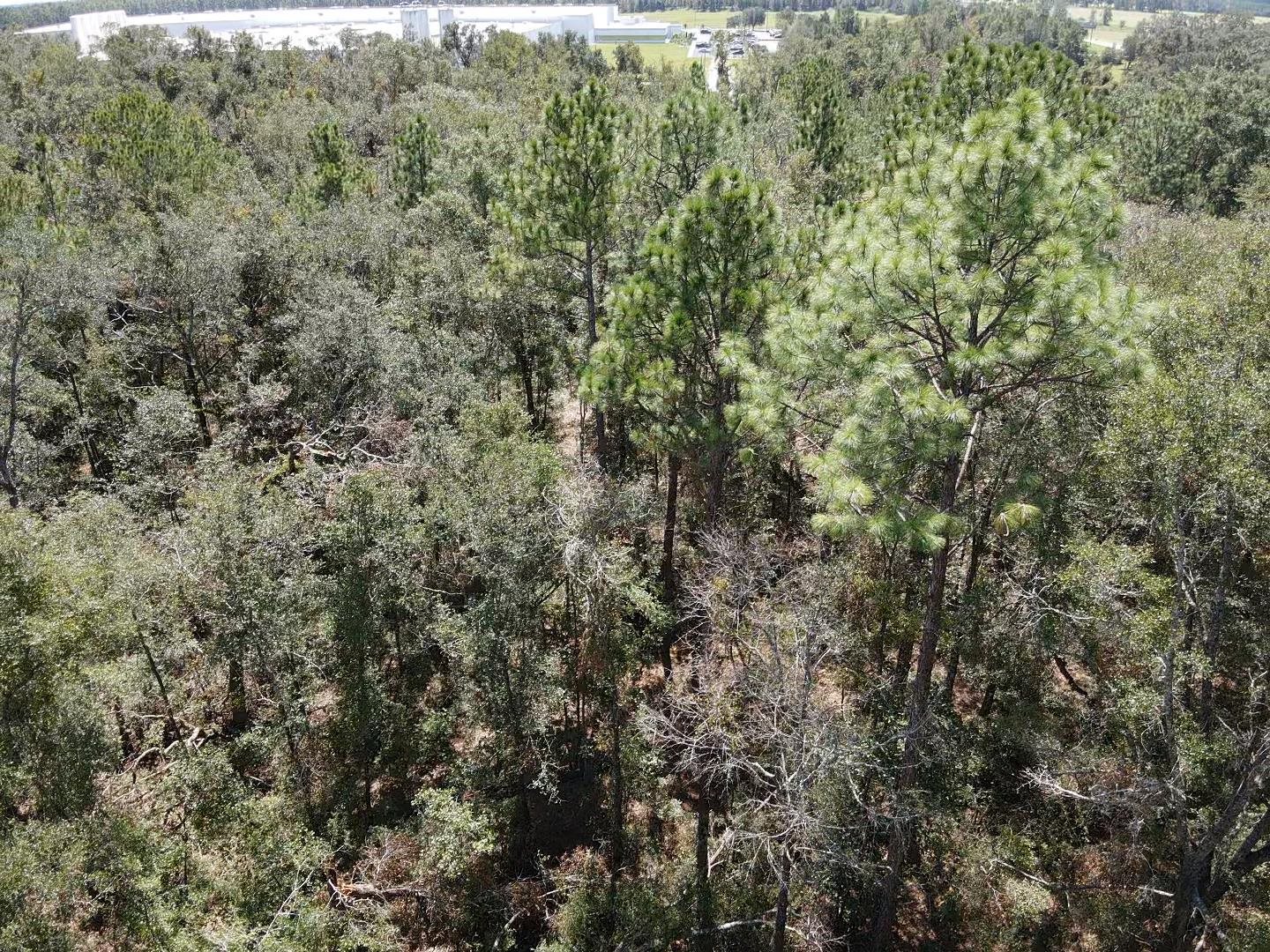 Vacant Northeast Blue Springs Church Road Lee, FL 32059 - Photo 18 of 25