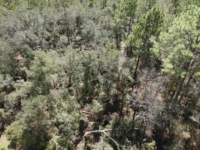 $19,800 | Vacant Northeast Blue Springs Church Road, Lee, FL 32059