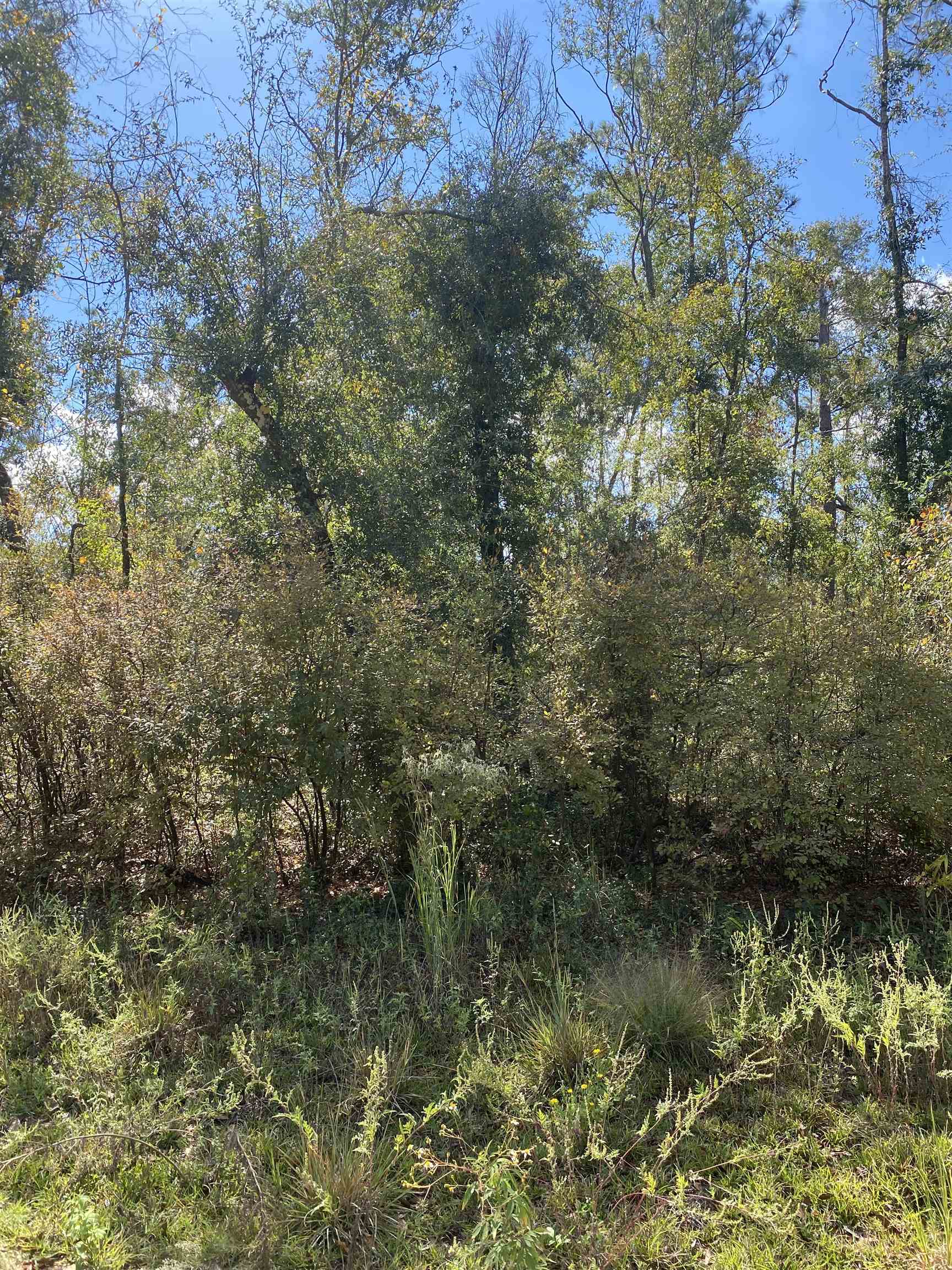 Vacant Northeast Blue Springs Church Road Lee, FL 32059 - Photo 5 of 25