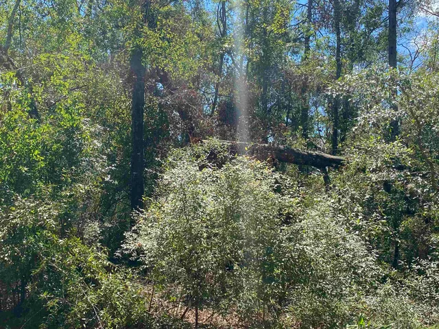 $19,800 | Vacant Northeast Blue Springs Church Road, Lee, FL 32059