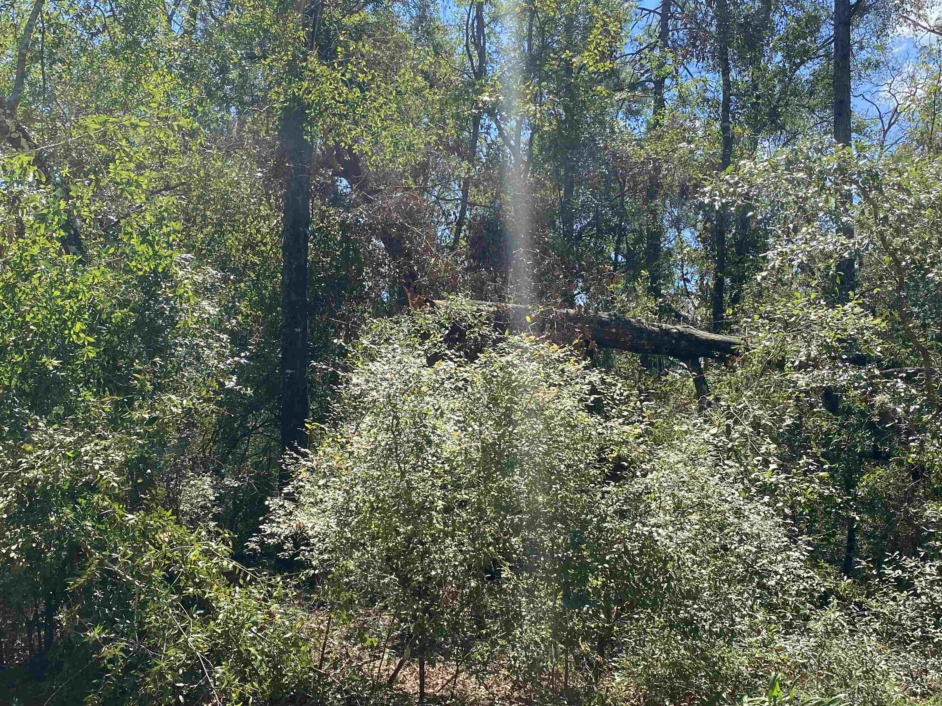 Vacant Northeast Blue Springs Church Road Lee, FL 32059 - Photo 9 of 25