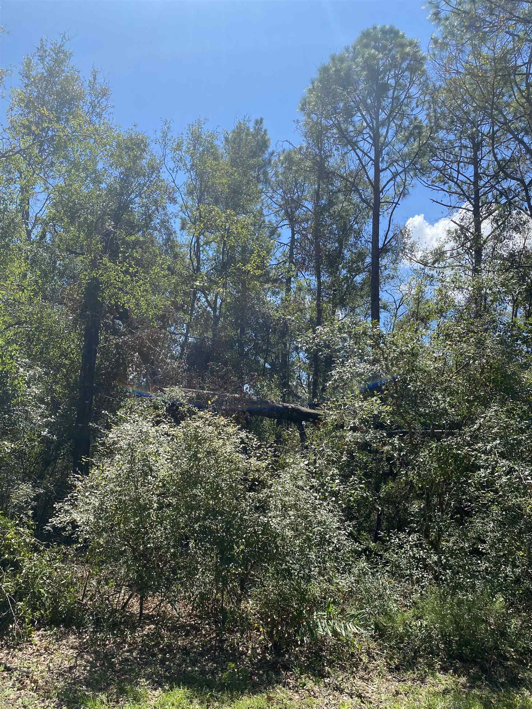 Vacant Northeast Blue Springs Church Road Lee, FL 32059 - Photo 10 of 25