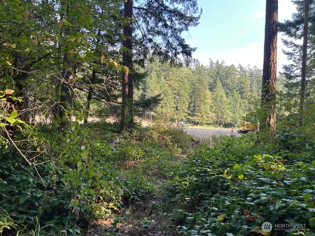 a view of a lush green forest