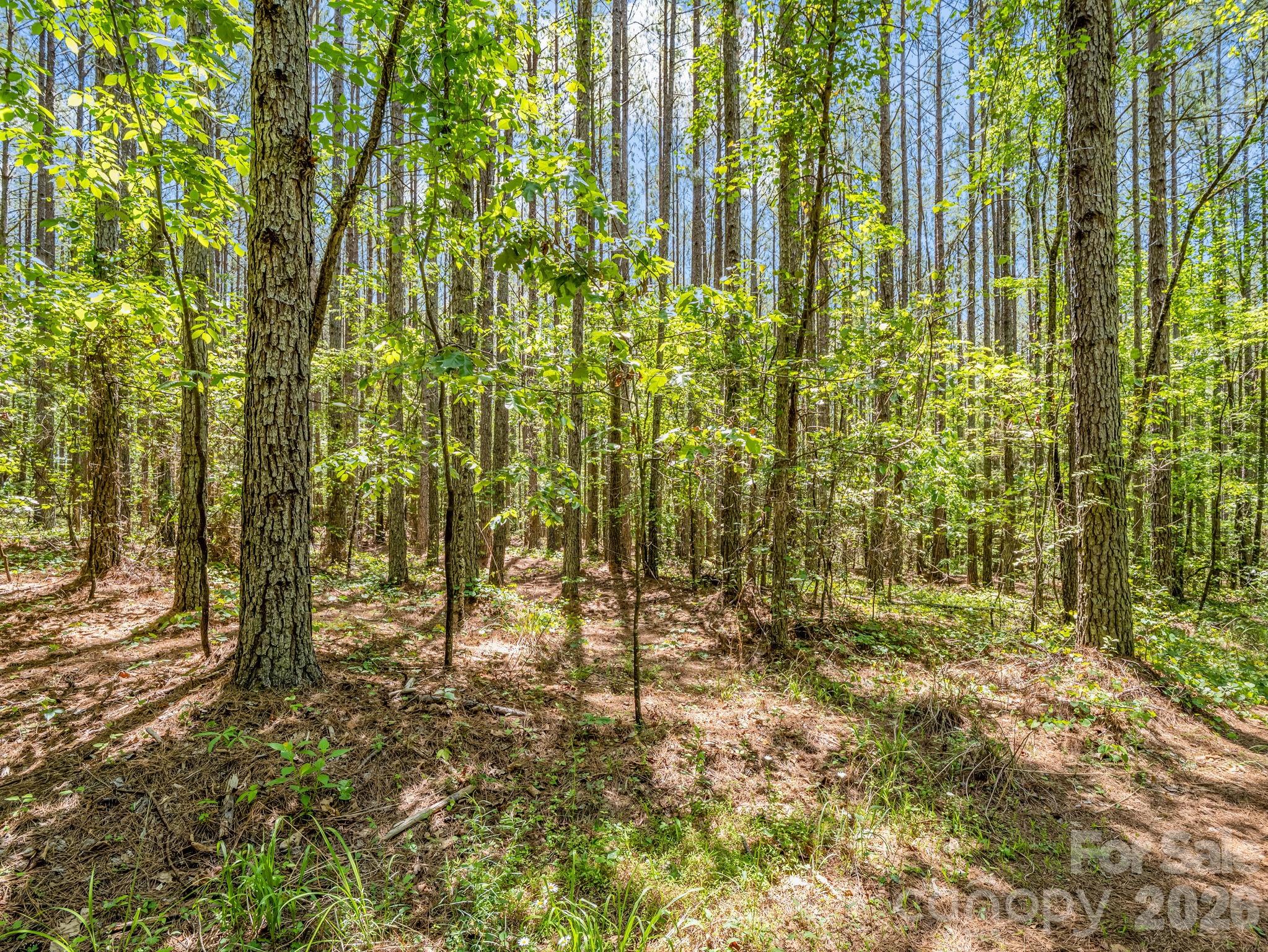 0 Jim Dobbins Road Rutherfordton, NC 28139 - Photo 29 of 39