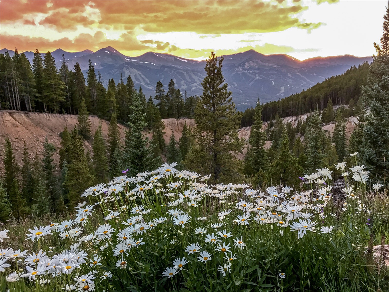 59 Club House Road, Unit C Breckenridge, CO 80424 - Photo 3 of 50 Carpet of wildflowers with Mountain view featuring a forest