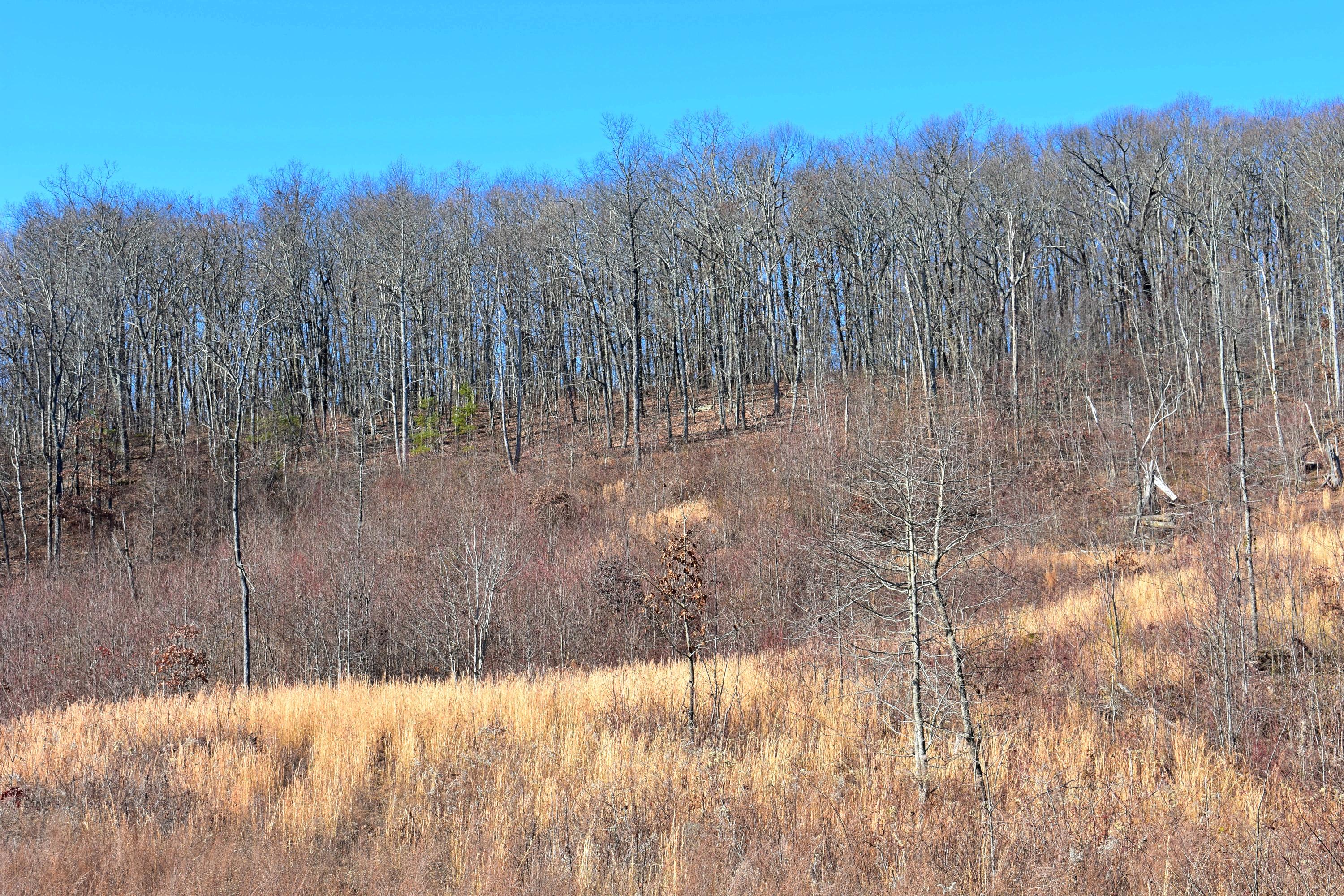767 Big Ridge Road Spring City, TN 37381 - Photo 9 of 20 9