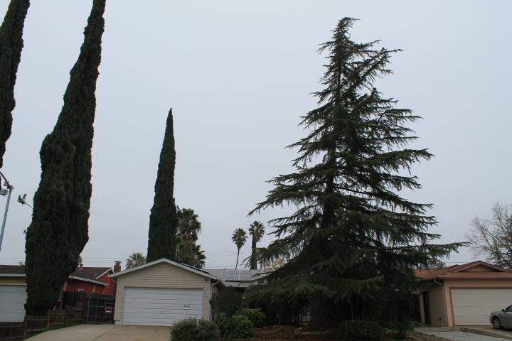 10433 Rockingham Drive Rancho Cordova, CA 95670 - Photo 30 of 34 Huge trees.