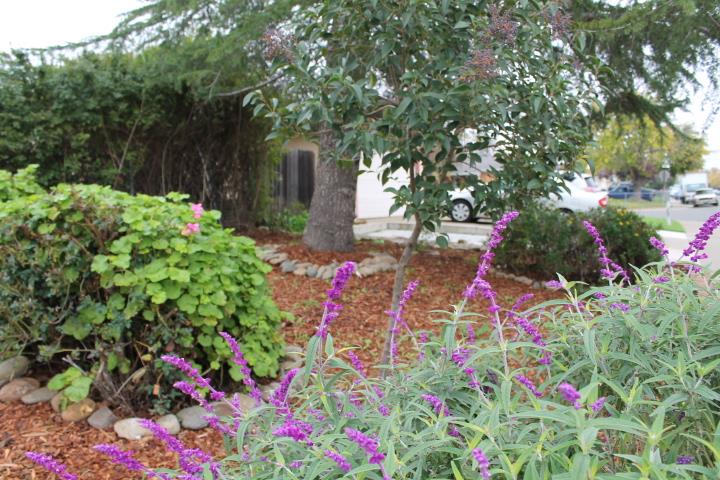10433 Rockingham Drive Rancho Cordova, CA 95670 - Photo 32 of 34 a view of a flower in a garden