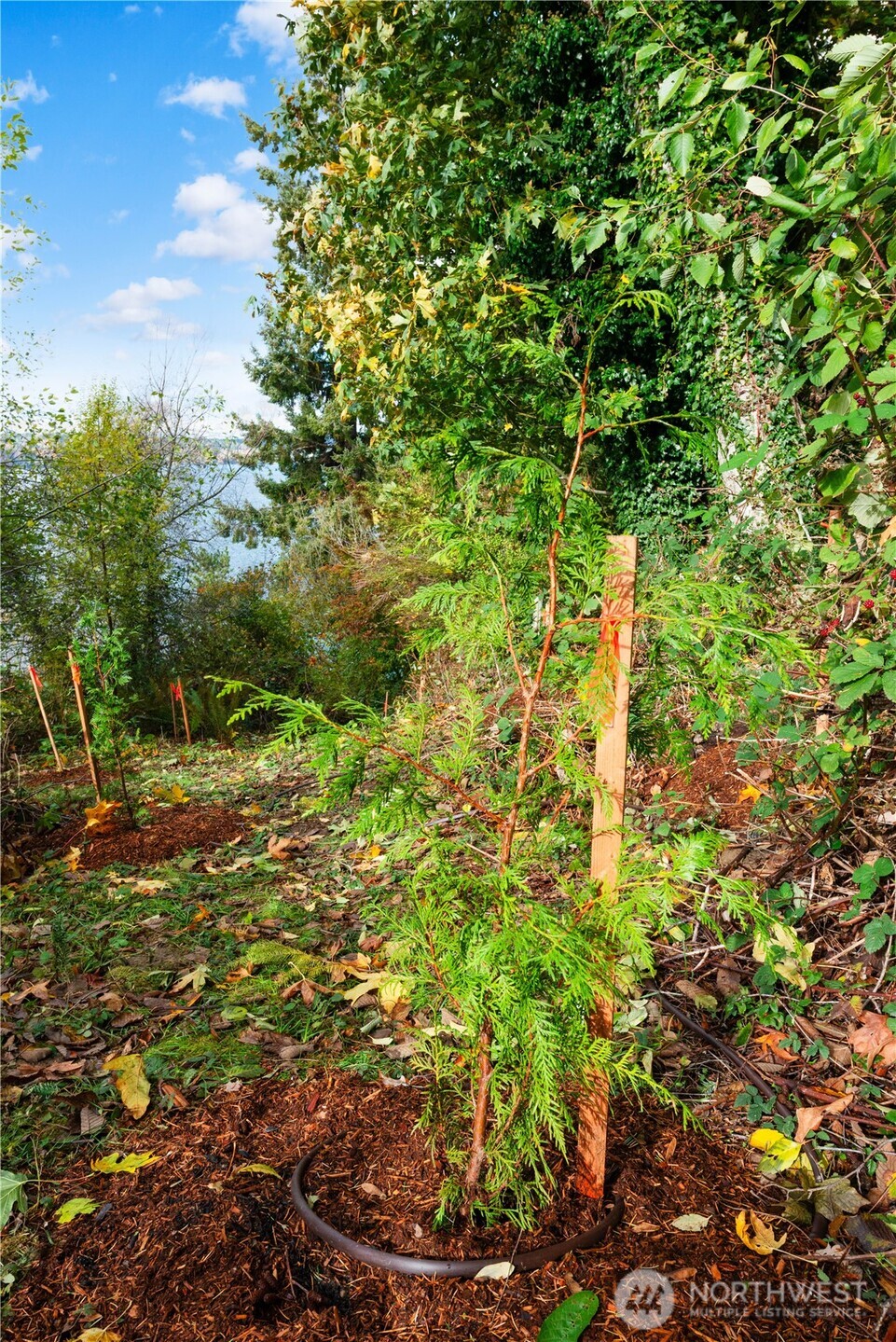 13843 Southwest 248th Street Vashon, WA 98070 - Photo 11 of 26 a view of a garden