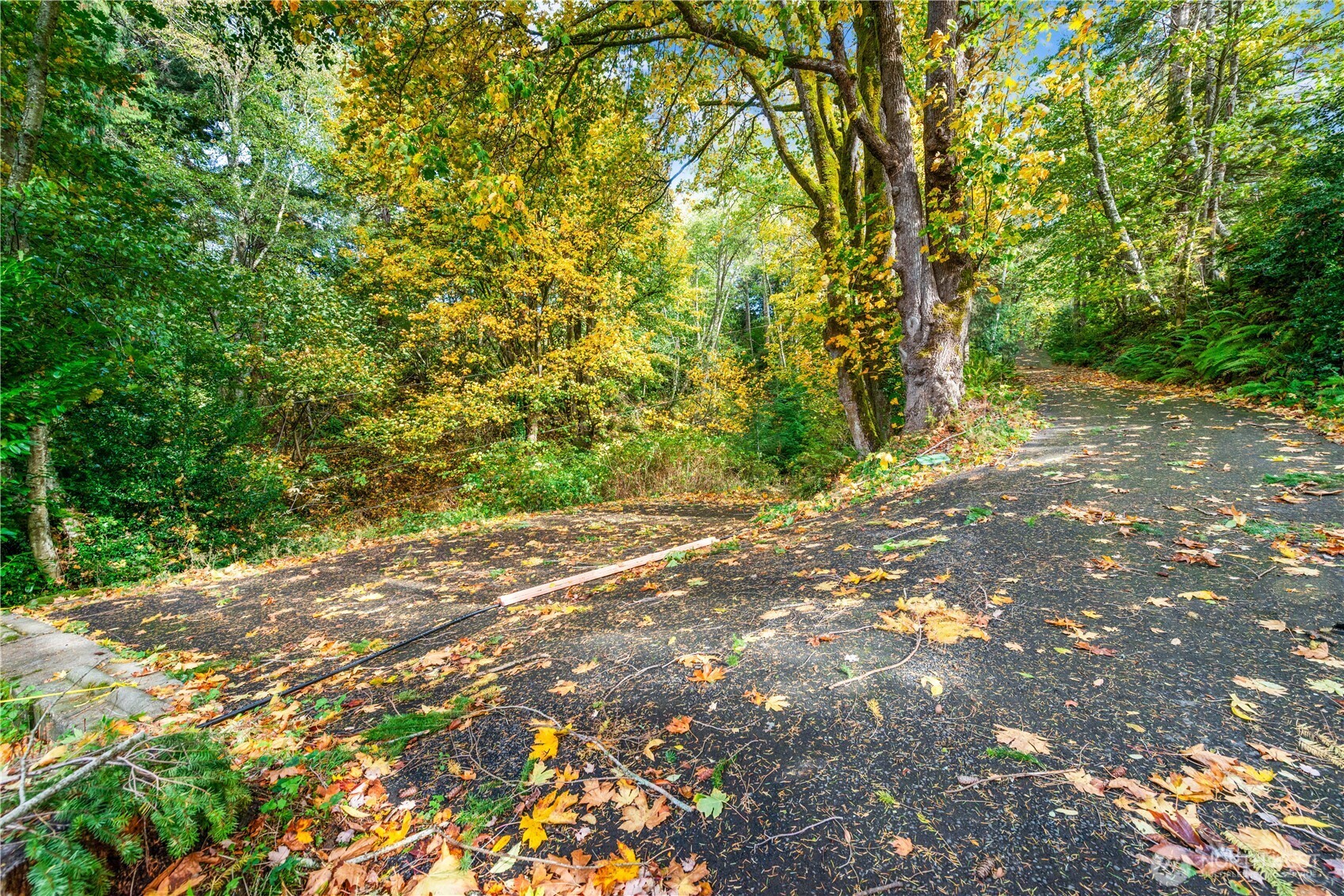13843 Southwest 248th Street Vashon, WA 98070 - Photo 5 of 26 a backyard of a house with large trees