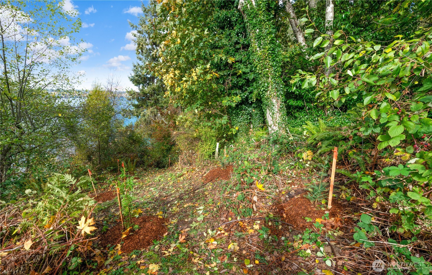 13843 Southwest 248th Street Vashon, WA 98070 - Photo 10 of 26 a view of a lush green forest