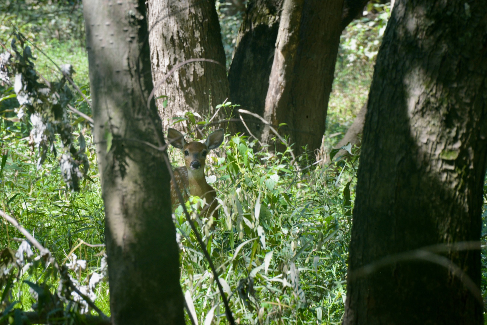 Tract 1 Mint Lane Clay City, IL 62824 - Photo 17 of 24 a close up of a plant in a garden