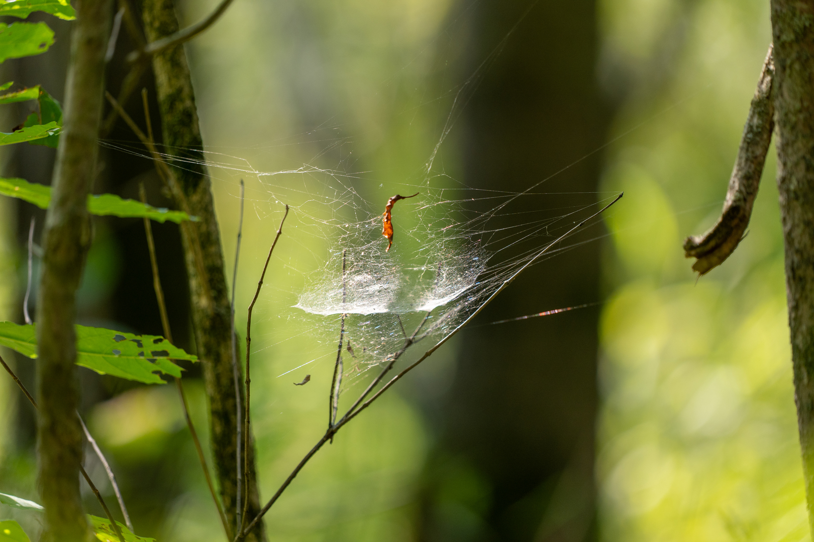 Tract 1 Mint Lane Clay City, IL 62824 - Photo 18 of 24