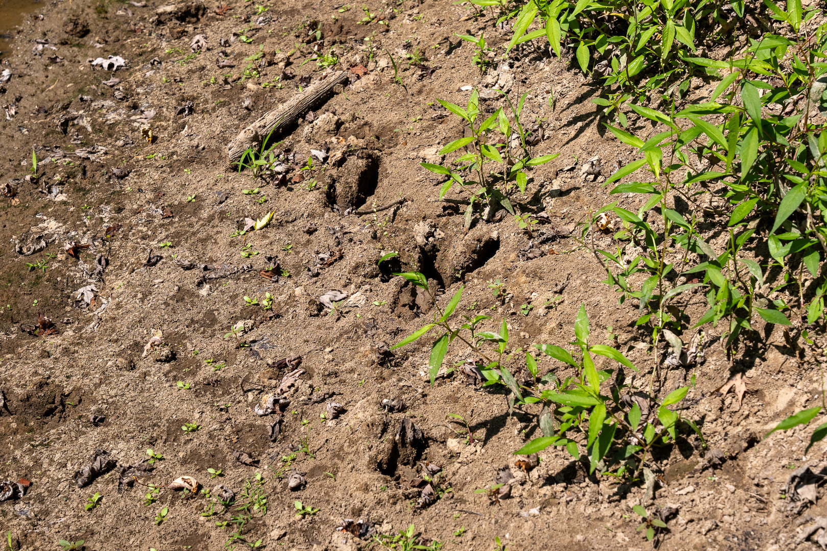 Tract 1 Mint Lane Clay City, IL 62824 - Photo 20 of 24