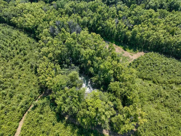 a view of a lush green forest with lots of trees