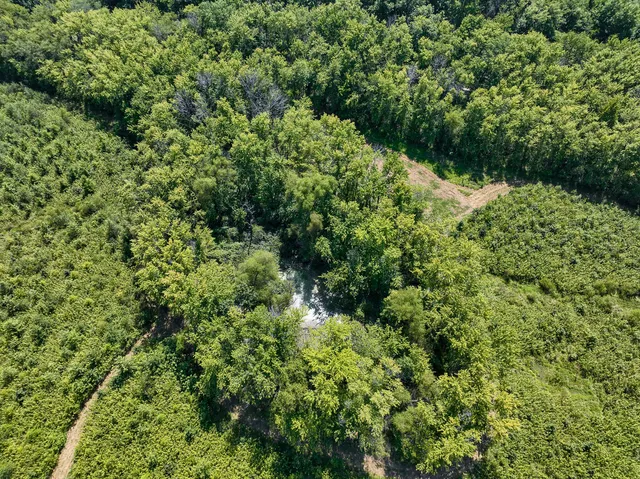 a view of a lush green forest with lots of trees