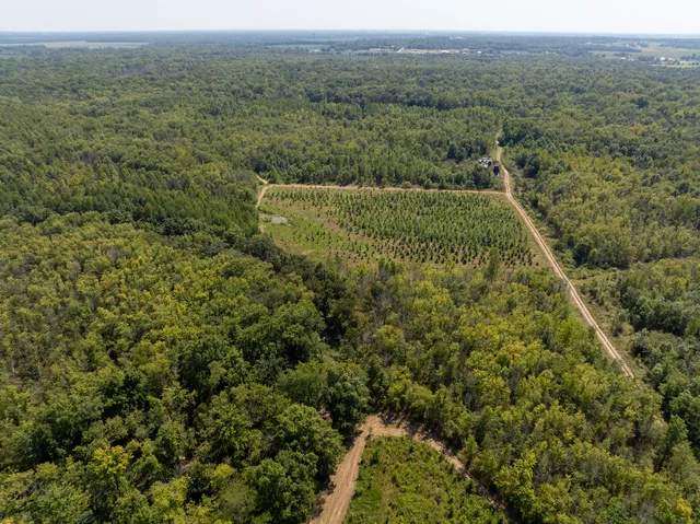 an aerial view of forest