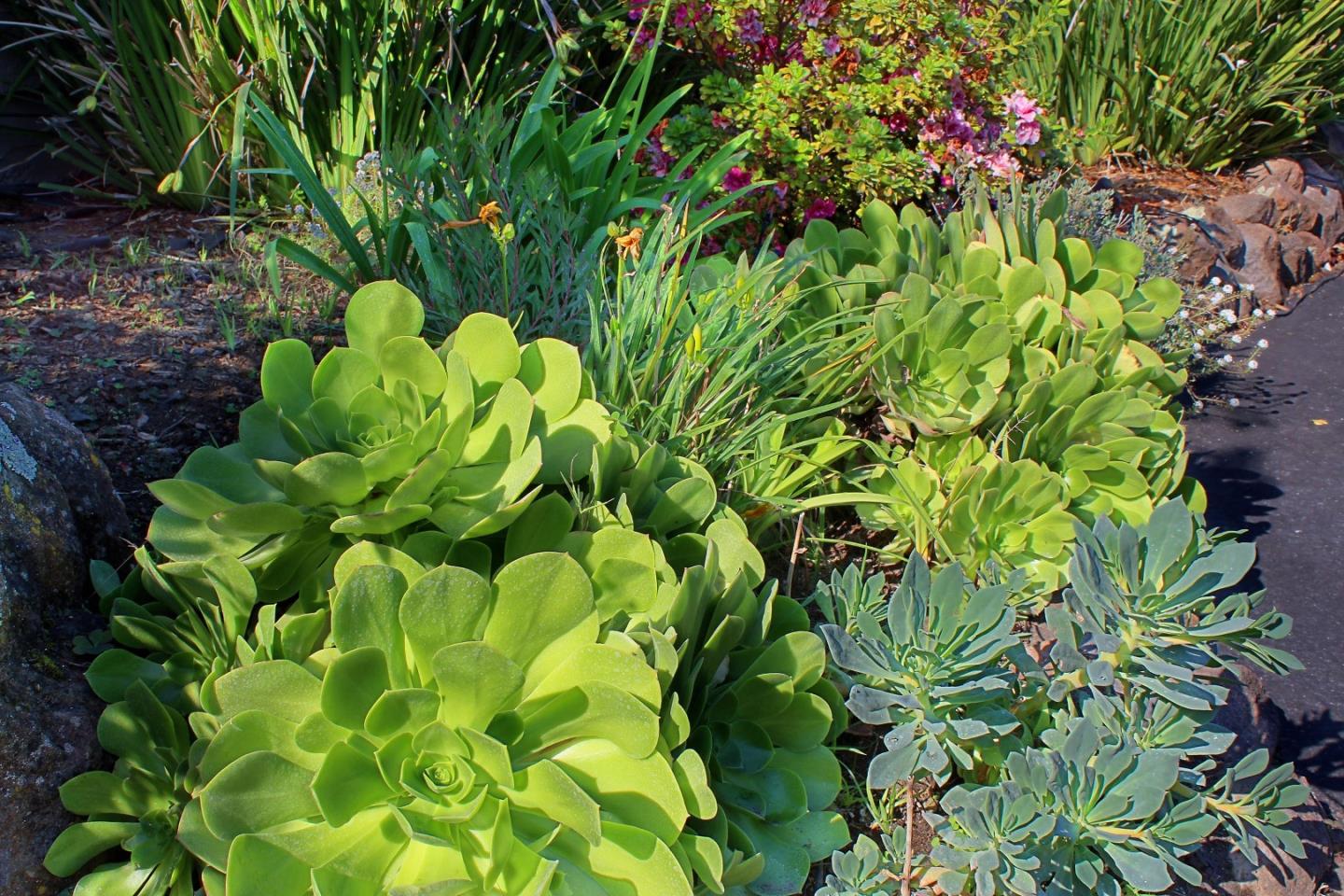 11 Oak Road Santa Cruz, CA 95060 - Photo 48 of 57 a backyard of a house with lots of green space