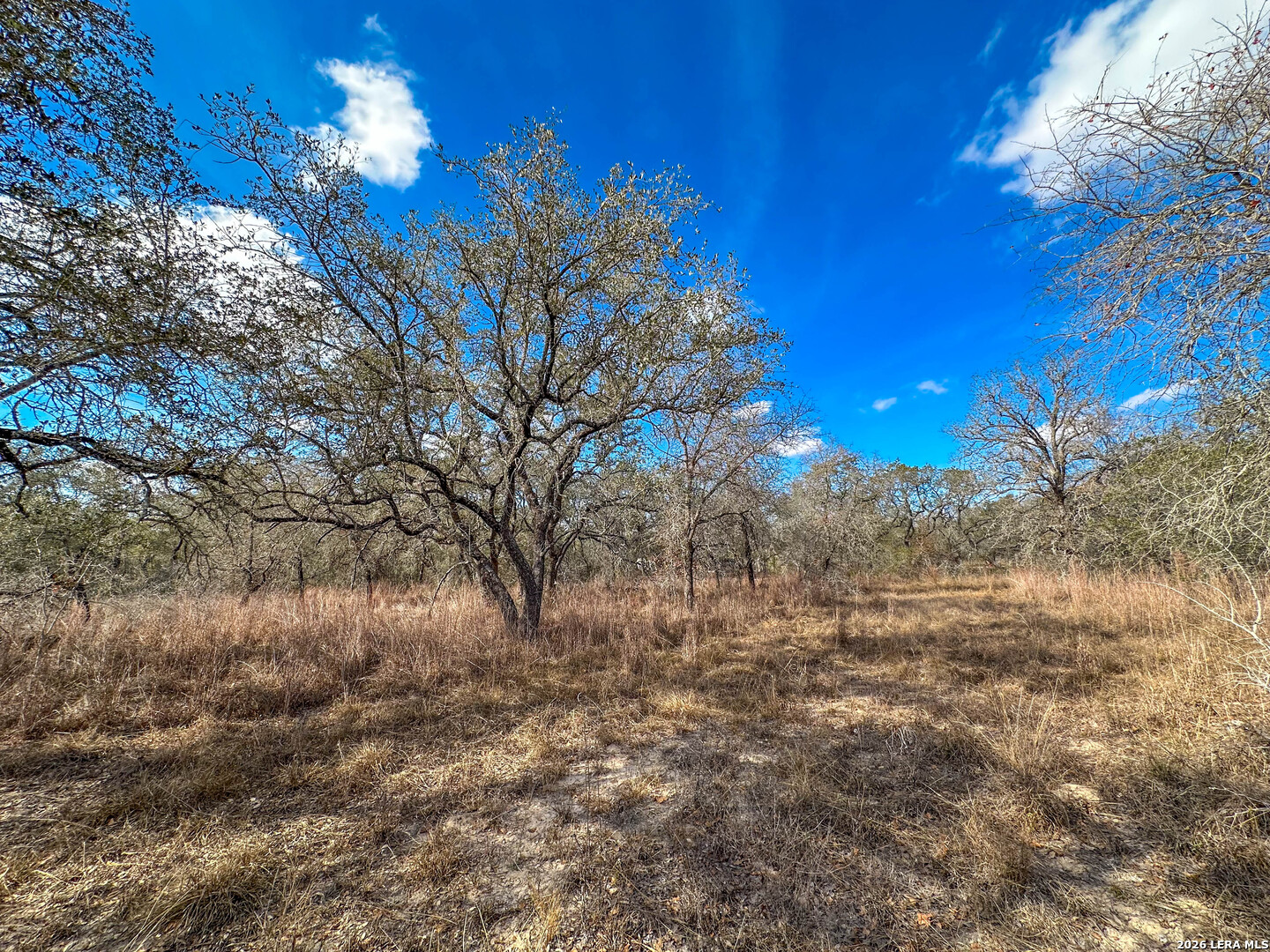 20 Clear Lake Loop Poteet, TX 78065 - Photo 9 of 13 a view of a yard with lots of bushes