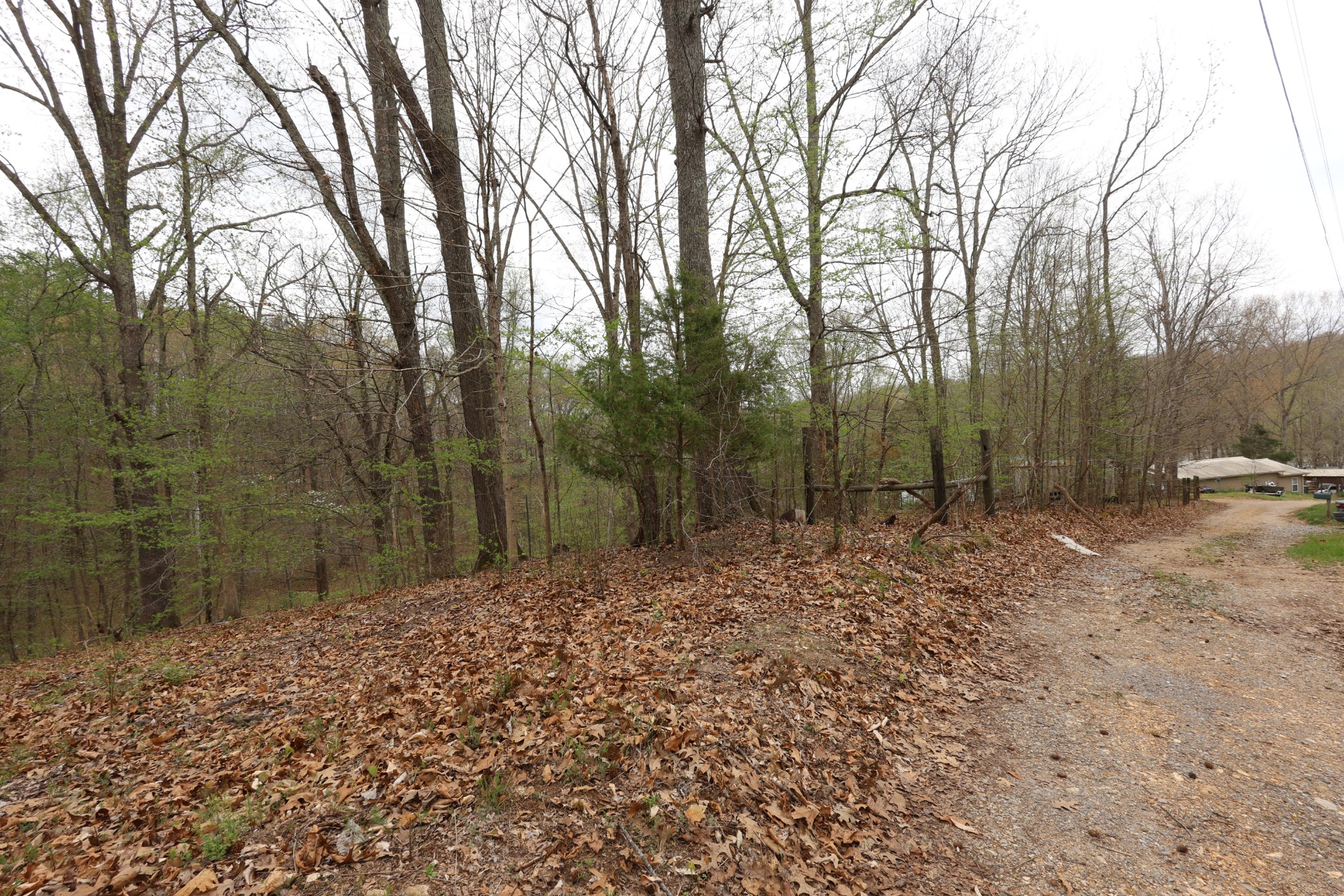 109 Furnace Hill Road Indian Mound, TN 37079 - Photo 12 of 17 a view of a forest filled with trees