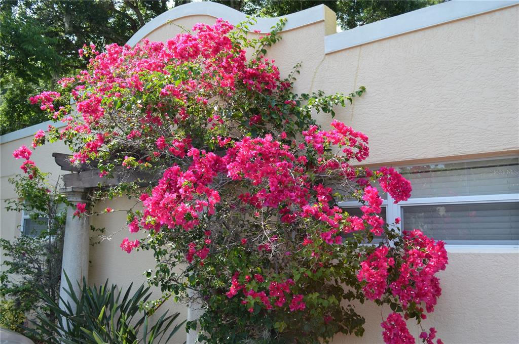 a view of a flower in a yard
