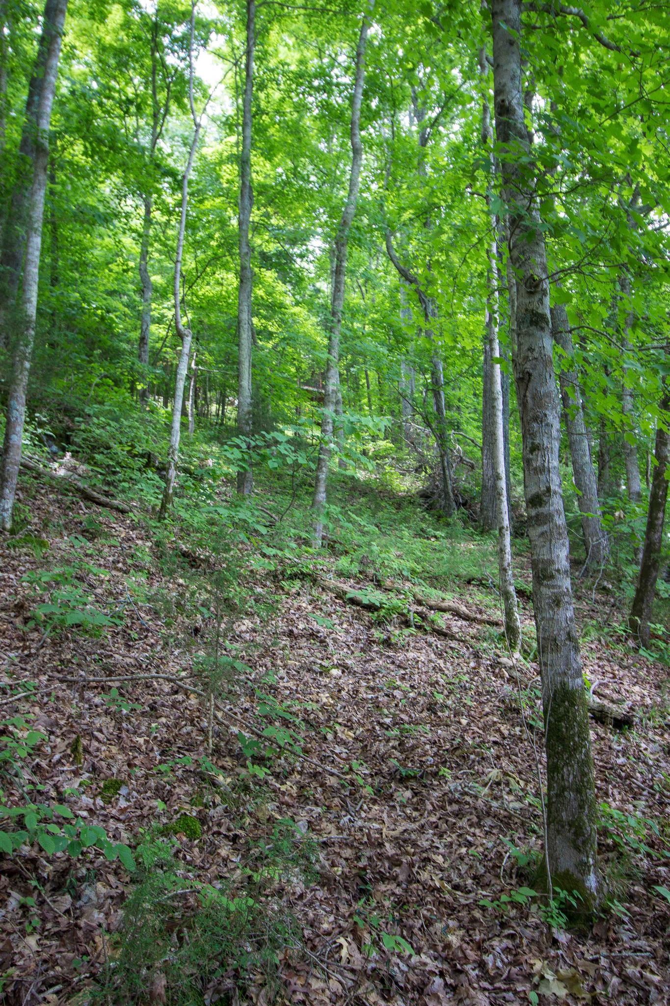 975 Black Berry Hill Road Silver Point, TN 38582 - Photo 5 of 21