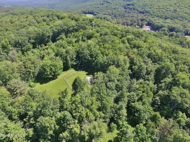 a view of a lush green forest