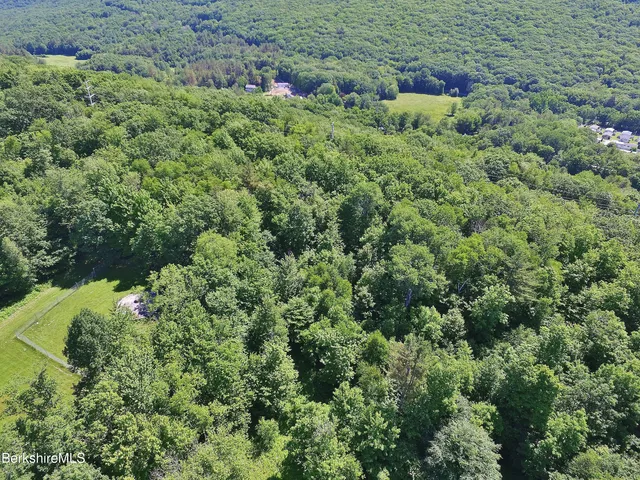 a view of a lush green forest