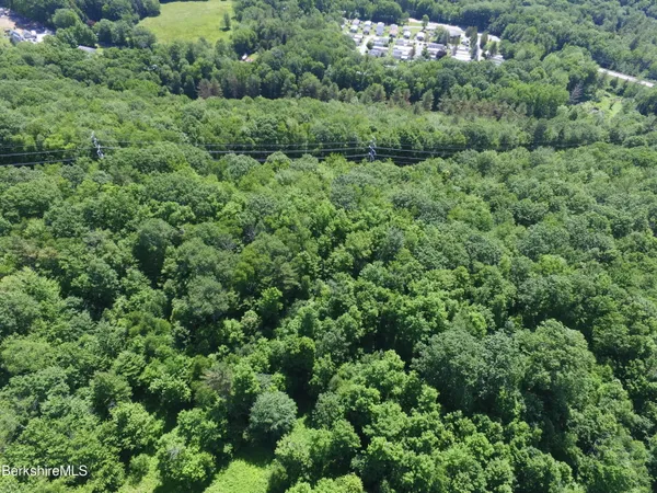 view of a lush green forest with lots of trees