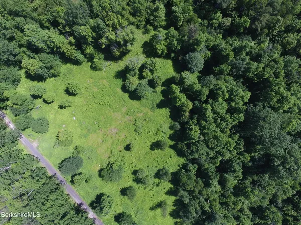 a plant with lots of trees